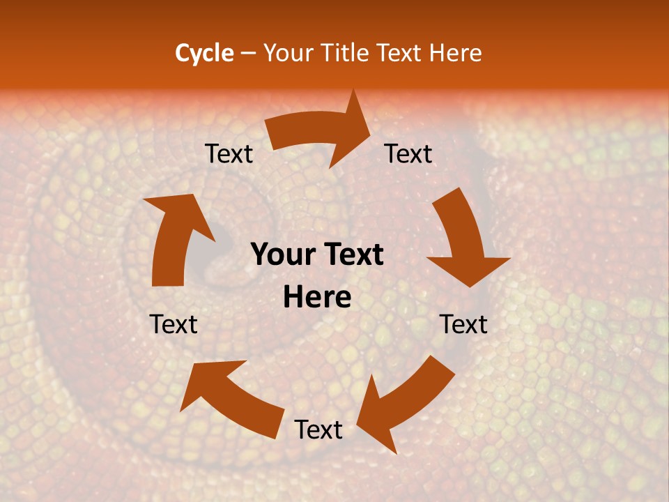 Detailed Close-Up Of The Curled-Up Tail Of A Panther Chameleon. PowerPoint Template