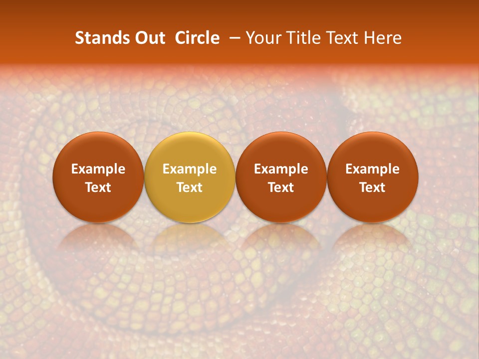 Detailed Close-Up Of The Curled-Up Tail Of A Panther Chameleon. PowerPoint Template