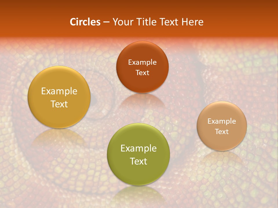 Detailed Close-Up Of The Curled-Up Tail Of A Panther Chameleon. PowerPoint Template