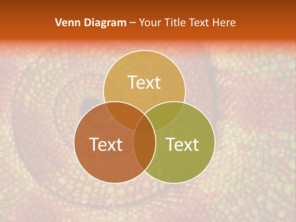 Detailed Close-Up Of The Curled-Up Tail Of A Panther Chameleon. PowerPoint Template