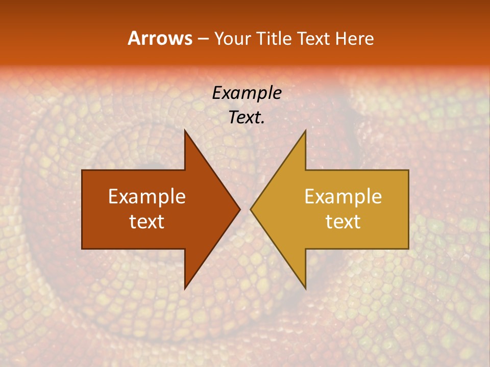 Detailed Close-Up Of The Curled-Up Tail Of A Panther Chameleon. PowerPoint Template