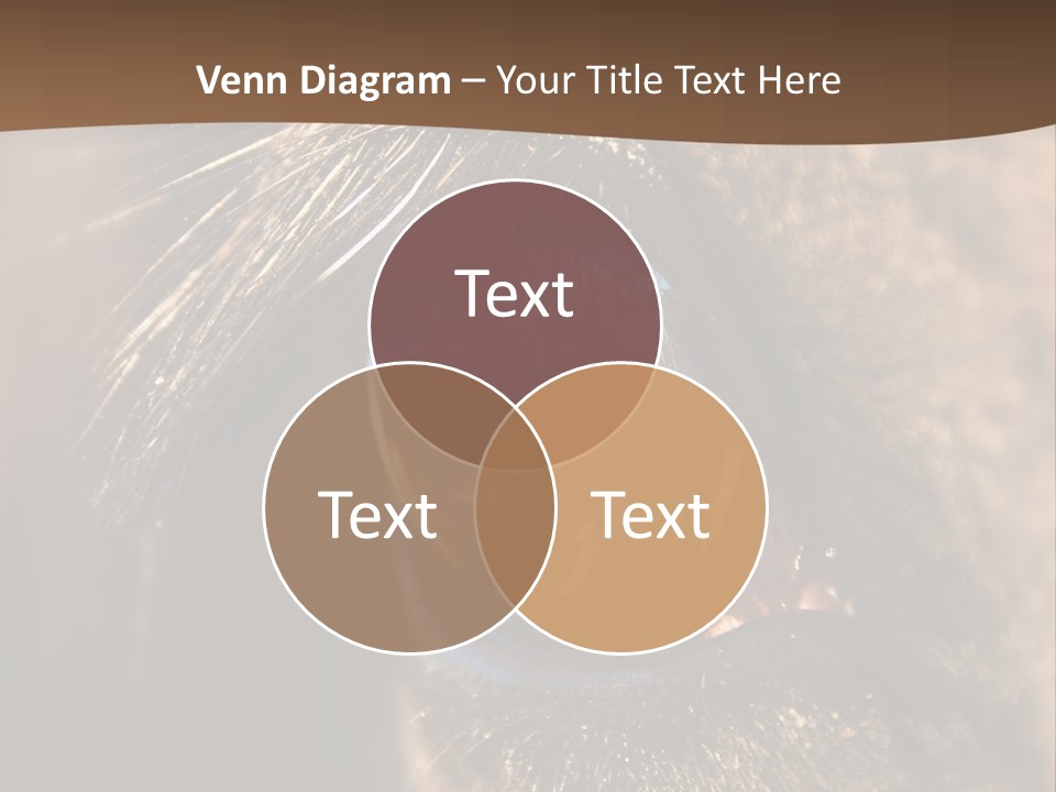 Horses Eye PowerPoint Template