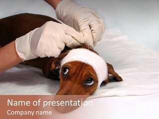 The Sick Dog In Bandage PowerPoint Template