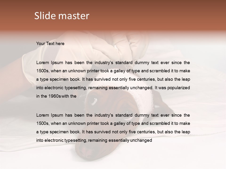 The Sick Dog In Bandage PowerPoint Template