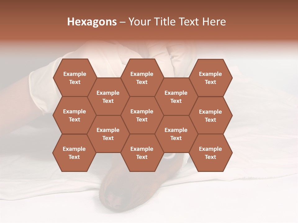 The Sick Dog In Bandage PowerPoint Template