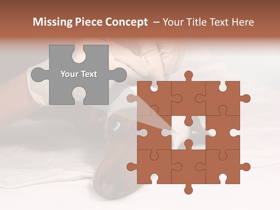 The Sick Dog In Bandage PowerPoint Template