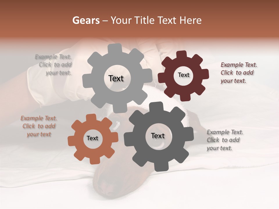 The Sick Dog In Bandage PowerPoint Template