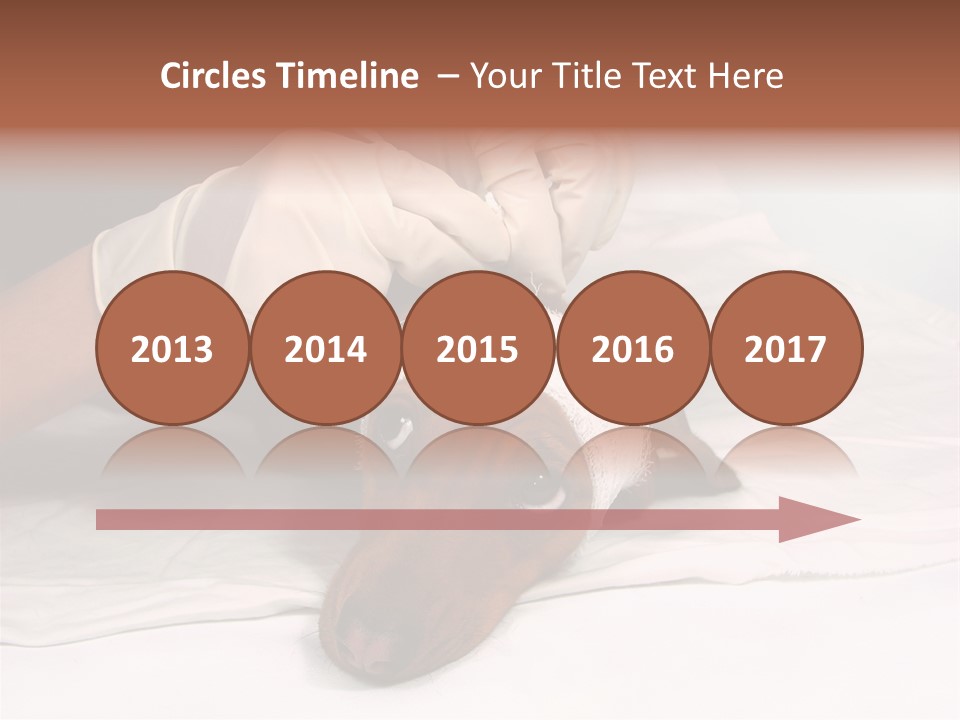 The Sick Dog In Bandage PowerPoint Template