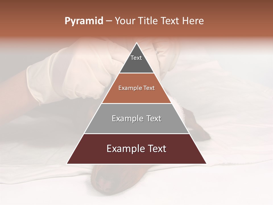 The Sick Dog In Bandage PowerPoint Template