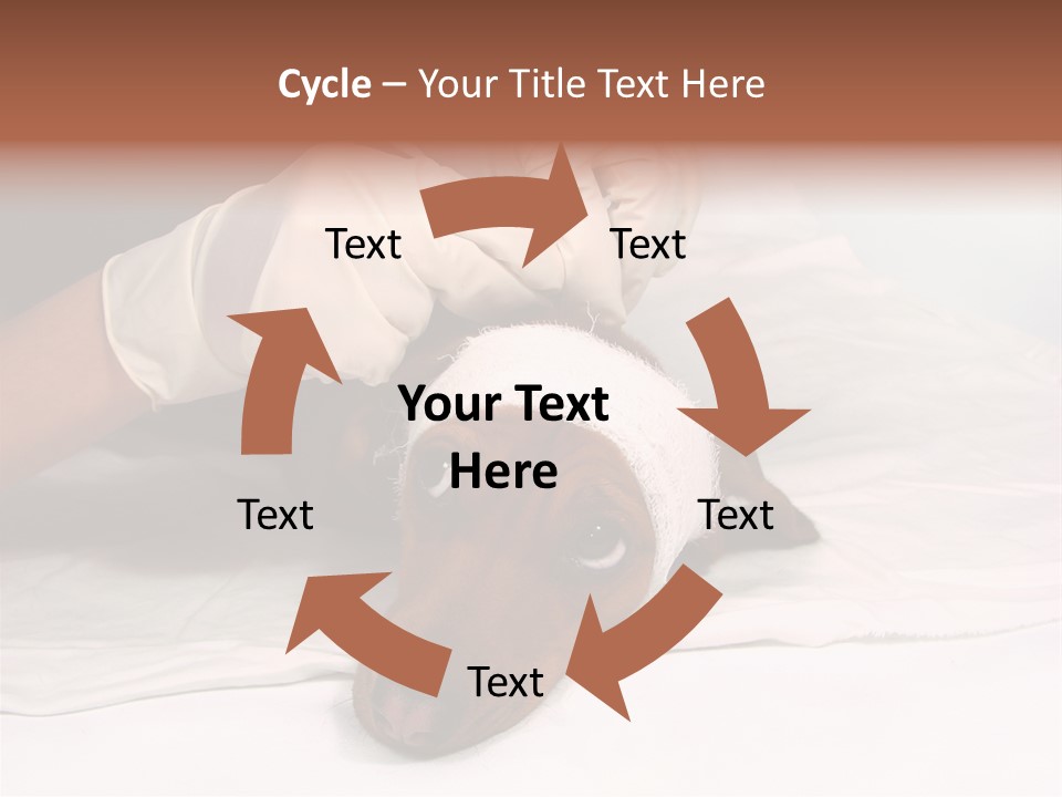 The Sick Dog In Bandage PowerPoint Template