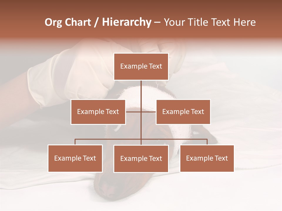 The Sick Dog In Bandage PowerPoint Template