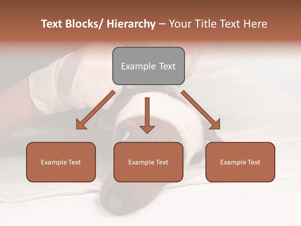 The Sick Dog In Bandage PowerPoint Template