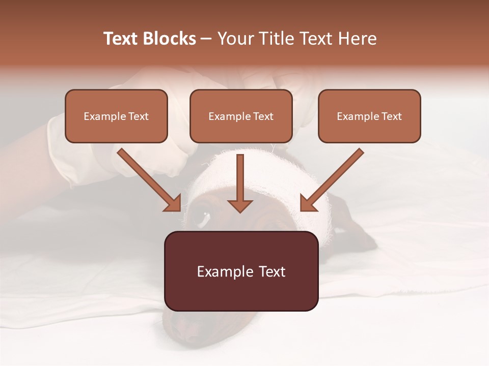 The Sick Dog In Bandage PowerPoint Template