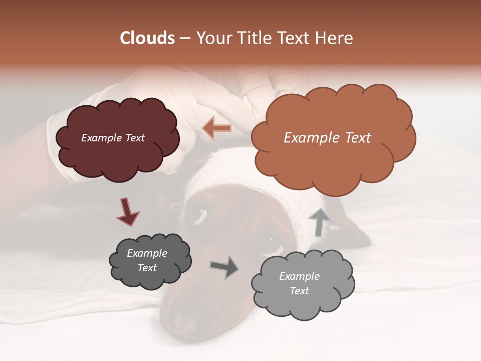 The Sick Dog In Bandage PowerPoint Template