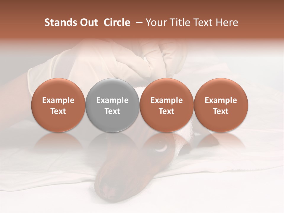 The Sick Dog In Bandage PowerPoint Template