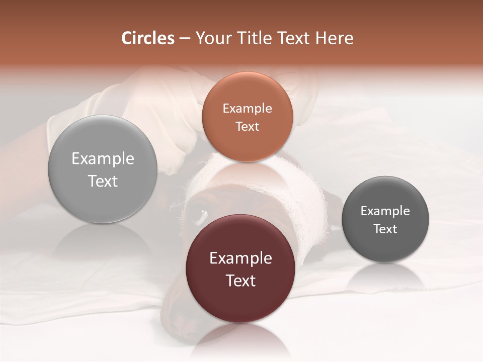 The Sick Dog In Bandage PowerPoint Template