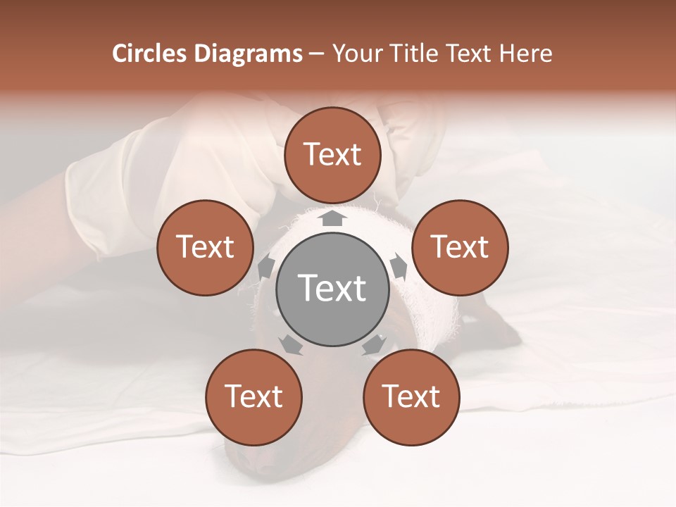 The Sick Dog In Bandage PowerPoint Template