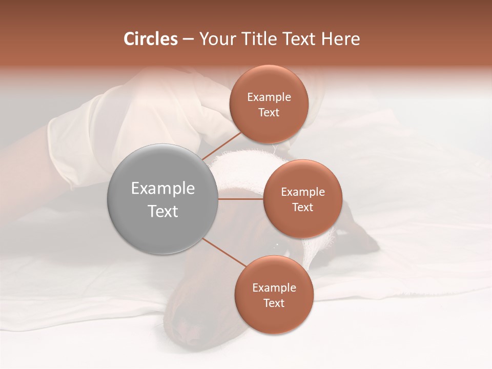 The Sick Dog In Bandage PowerPoint Template