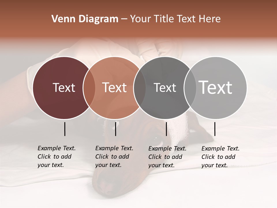 The Sick Dog In Bandage PowerPoint Template