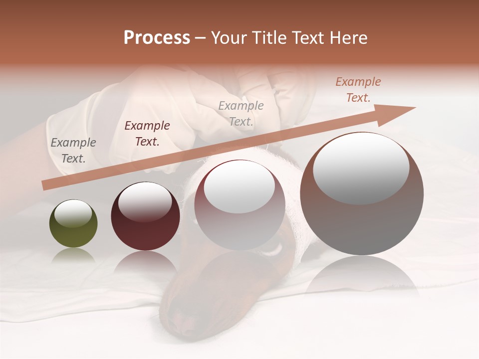 The Sick Dog In Bandage PowerPoint Template