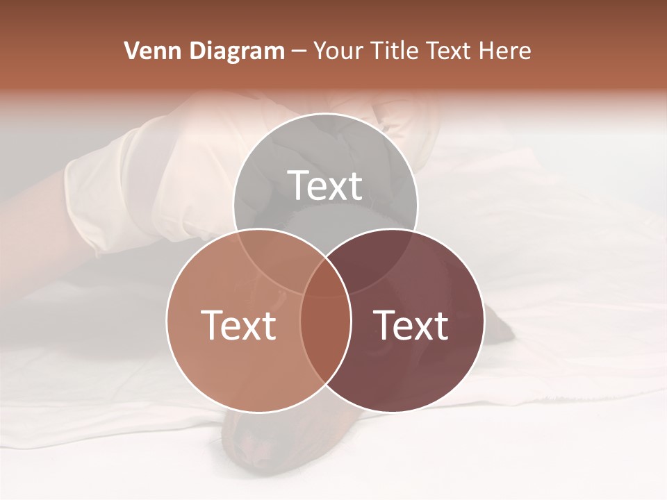 The Sick Dog In Bandage PowerPoint Template