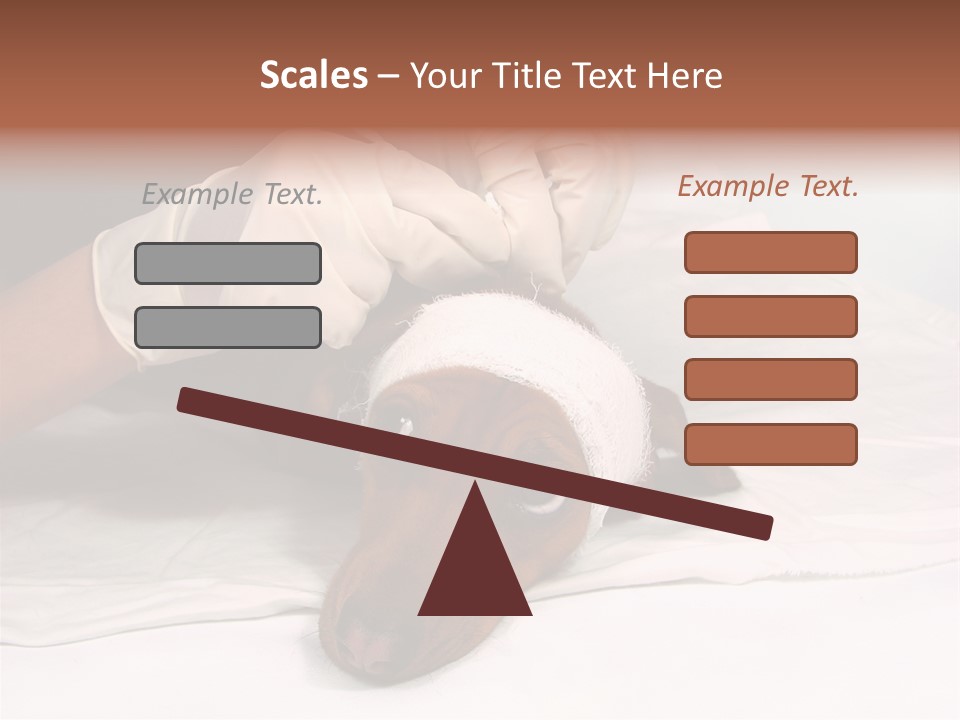 The Sick Dog In Bandage PowerPoint Template