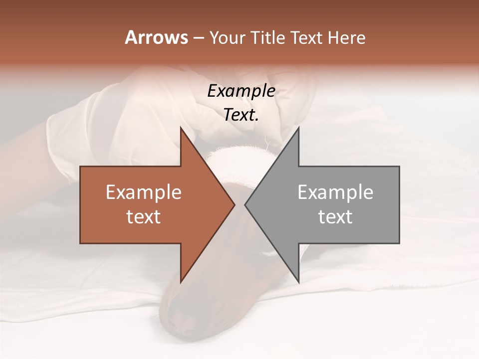 The Sick Dog In Bandage PowerPoint Template