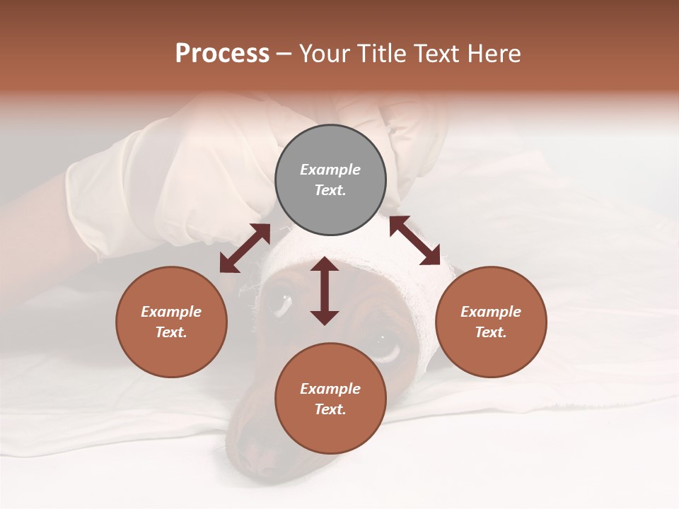 The Sick Dog In Bandage PowerPoint Template