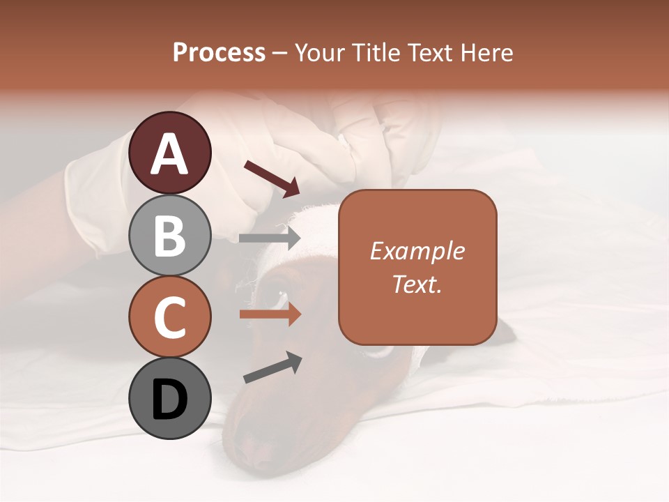 The Sick Dog In Bandage PowerPoint Template