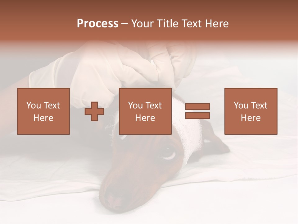 The Sick Dog In Bandage PowerPoint Template