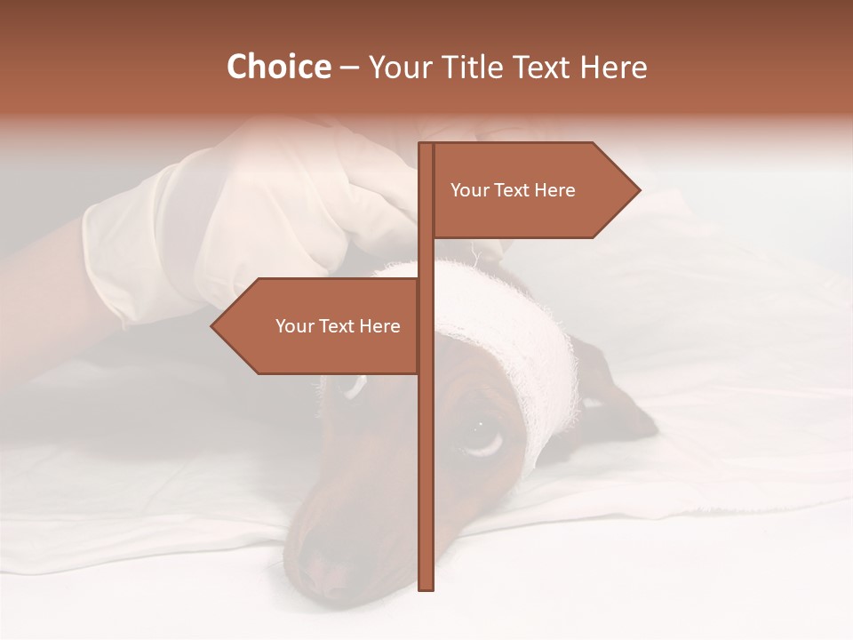 The Sick Dog In Bandage PowerPoint Template