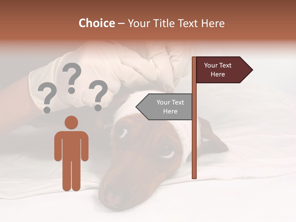 The Sick Dog In Bandage PowerPoint Template
