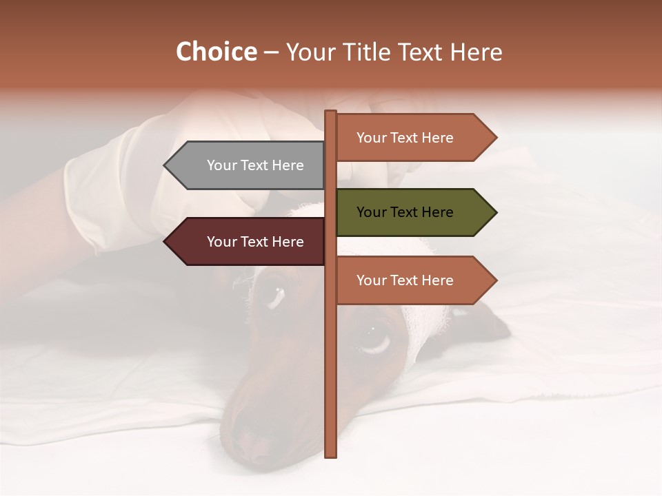 The Sick Dog In Bandage PowerPoint Template