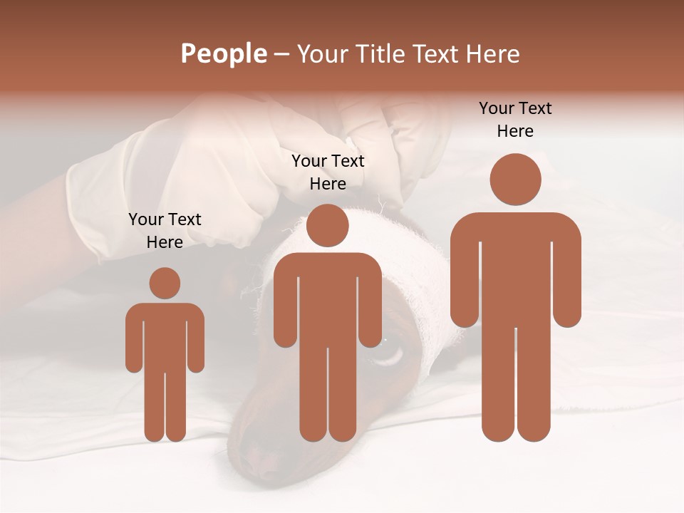 The Sick Dog In Bandage PowerPoint Template