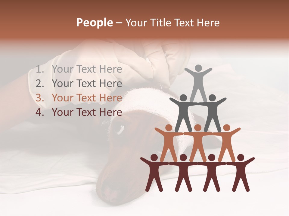 The Sick Dog In Bandage PowerPoint Template