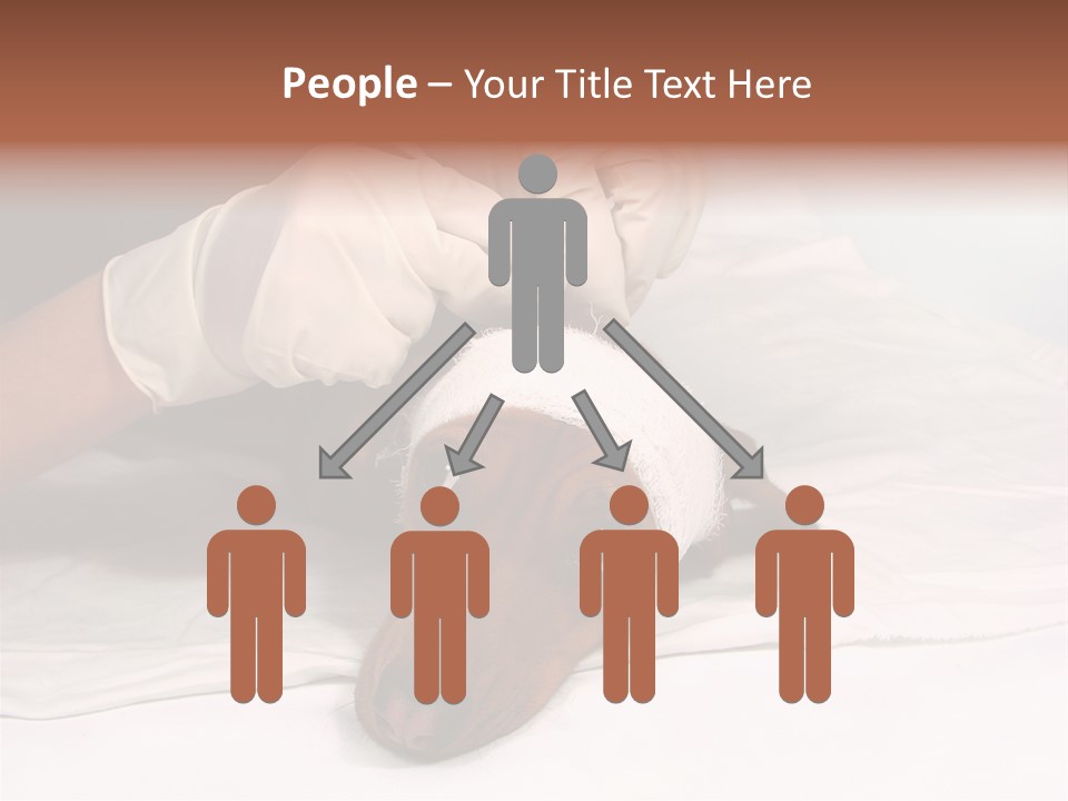 The Sick Dog In Bandage PowerPoint Template