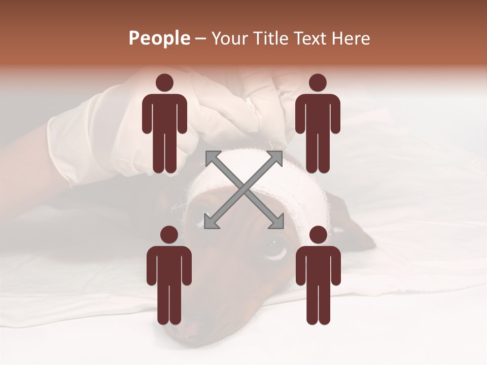 The Sick Dog In Bandage PowerPoint Template