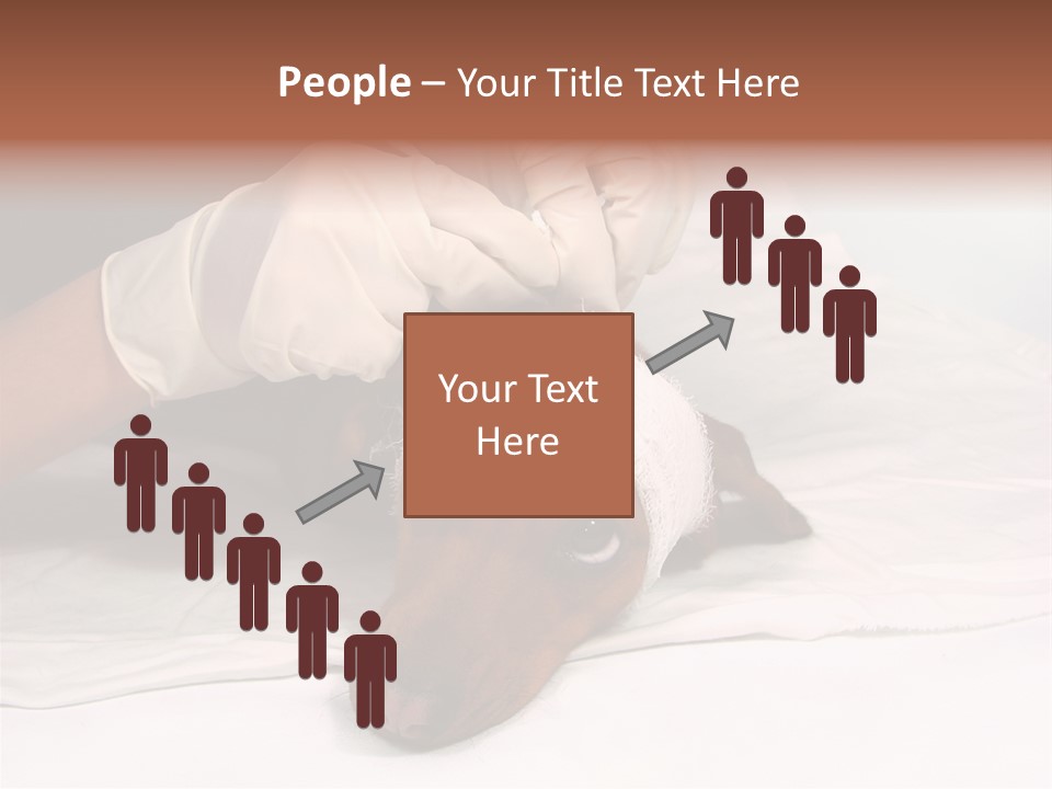 The Sick Dog In Bandage PowerPoint Template