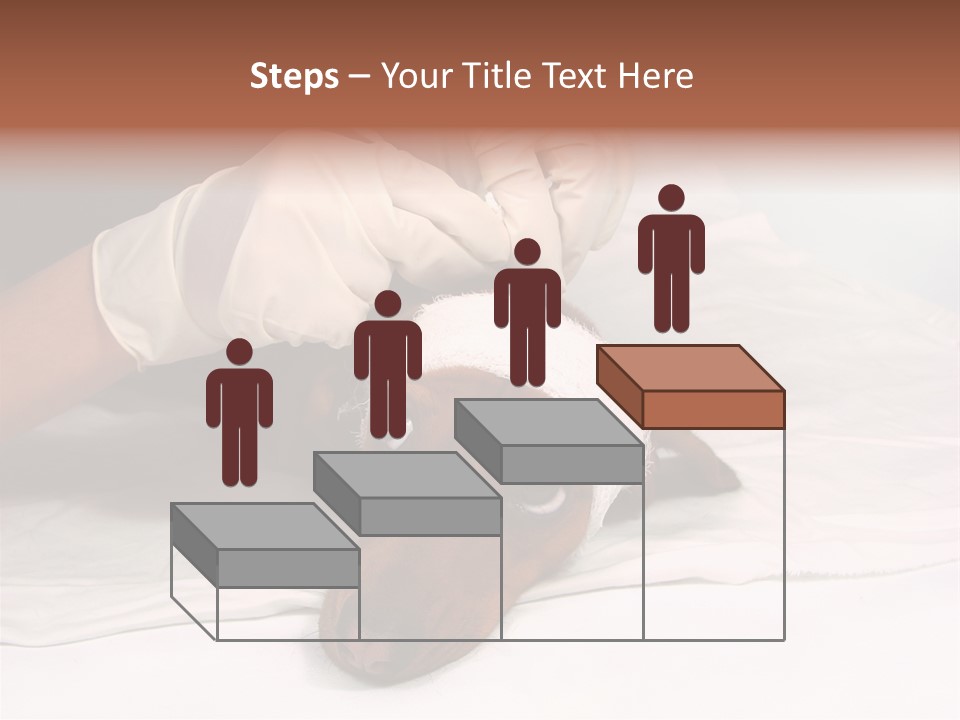 The Sick Dog In Bandage PowerPoint Template