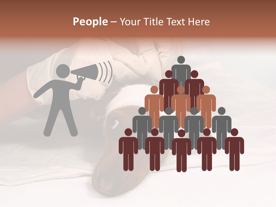 The Sick Dog In Bandage PowerPoint Template