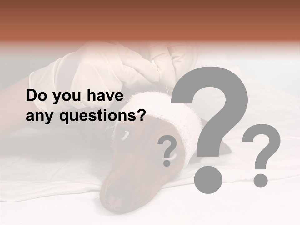 The Sick Dog In Bandage PowerPoint Template