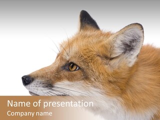 Red Fox (4 Years) - Vulpes Vulpes In Front Of A White Background PowerPoint Template