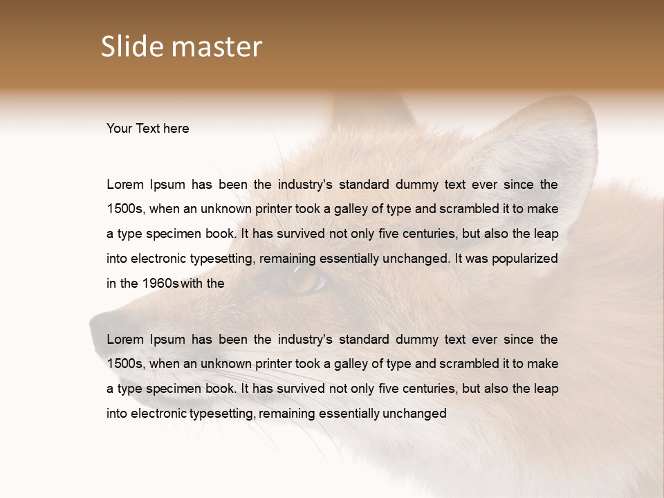 Red Fox (4 Years) - Vulpes Vulpes In Front Of A White Background PowerPoint Template