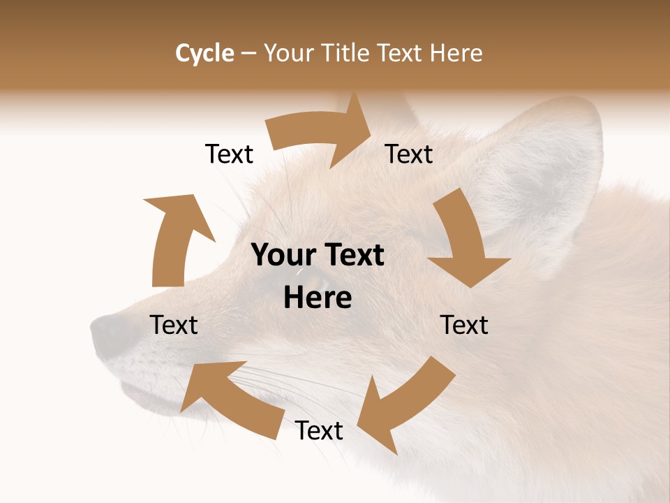 Red Fox (4 Years) - Vulpes Vulpes In Front Of A White Background PowerPoint Template