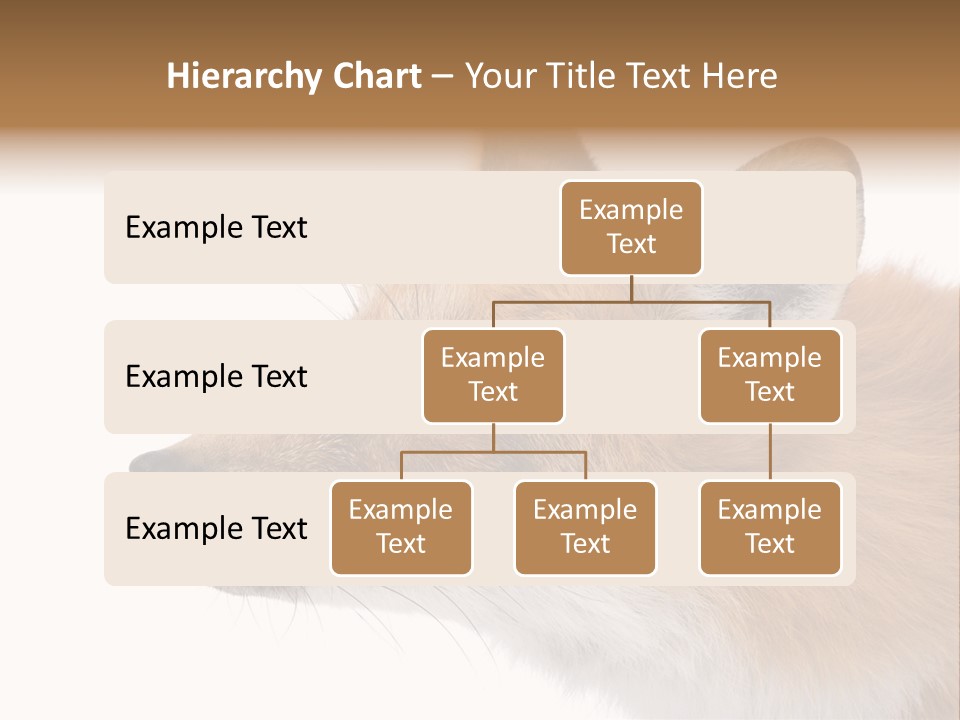 Red Fox (4 Years) - Vulpes Vulpes In Front Of A White Background PowerPoint Template
