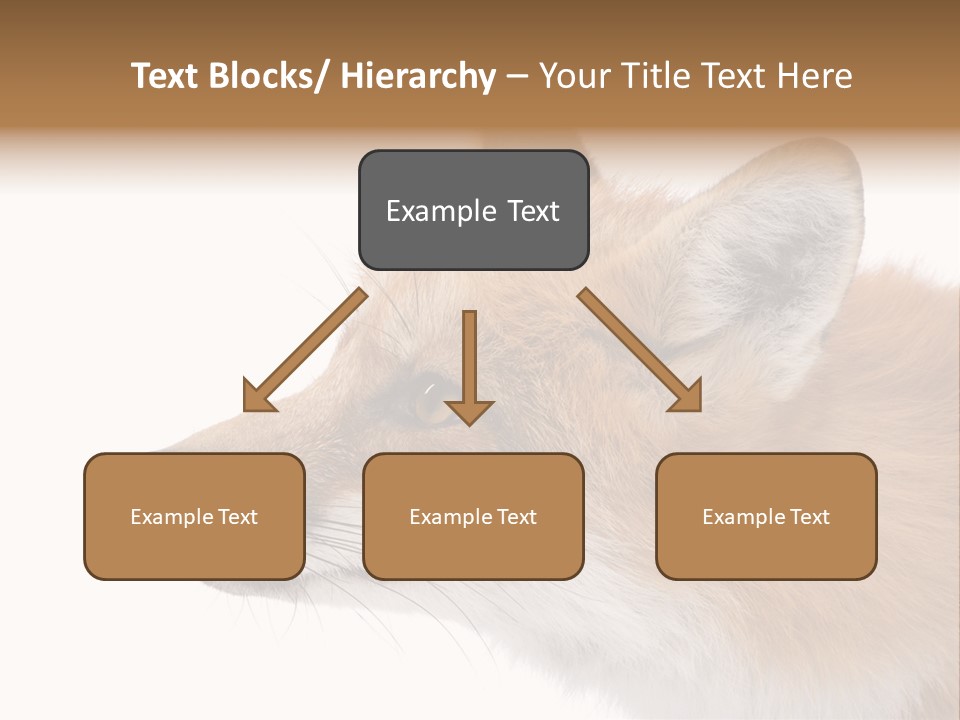 Red Fox (4 Years) - Vulpes Vulpes In Front Of A White Background PowerPoint Template