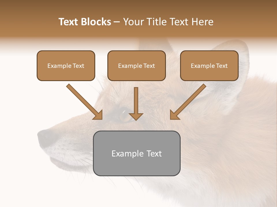 Red Fox (4 Years) - Vulpes Vulpes In Front Of A White Background PowerPoint Template