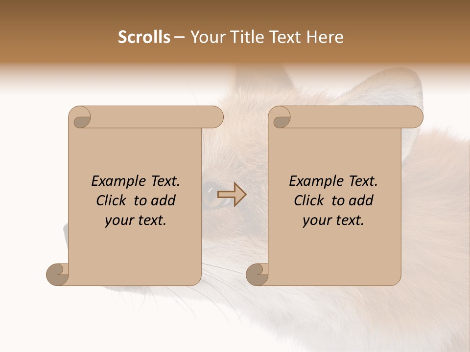 Red Fox (4 Years) - Vulpes Vulpes In Front Of A White Background PowerPoint Template