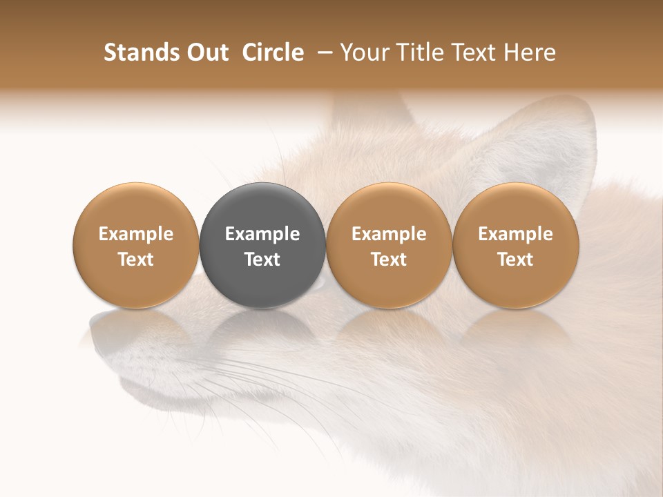 Red Fox (4 Years) - Vulpes Vulpes In Front Of A White Background PowerPoint Template