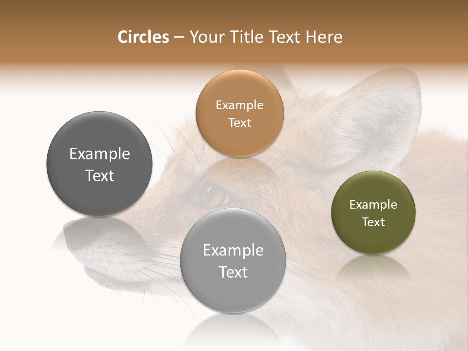 Red Fox (4 Years) - Vulpes Vulpes In Front Of A White Background PowerPoint Template